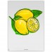 Набор профессиональных маркеров Neuland BigOne® "Лимонное Дерево" (5 шт)